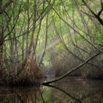 Sundarban tour