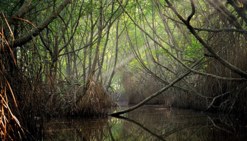 Sundarban tour