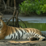 sundarban tour package