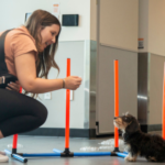 structured puppy learning programs Arizona